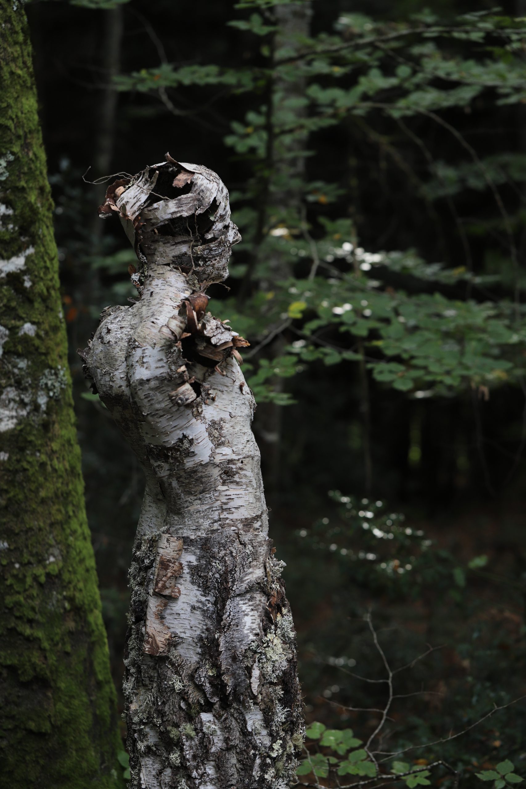 Siamoirbre 1 - sculpture 2021 - Carole Chausset -photos Stéphanie Gavard