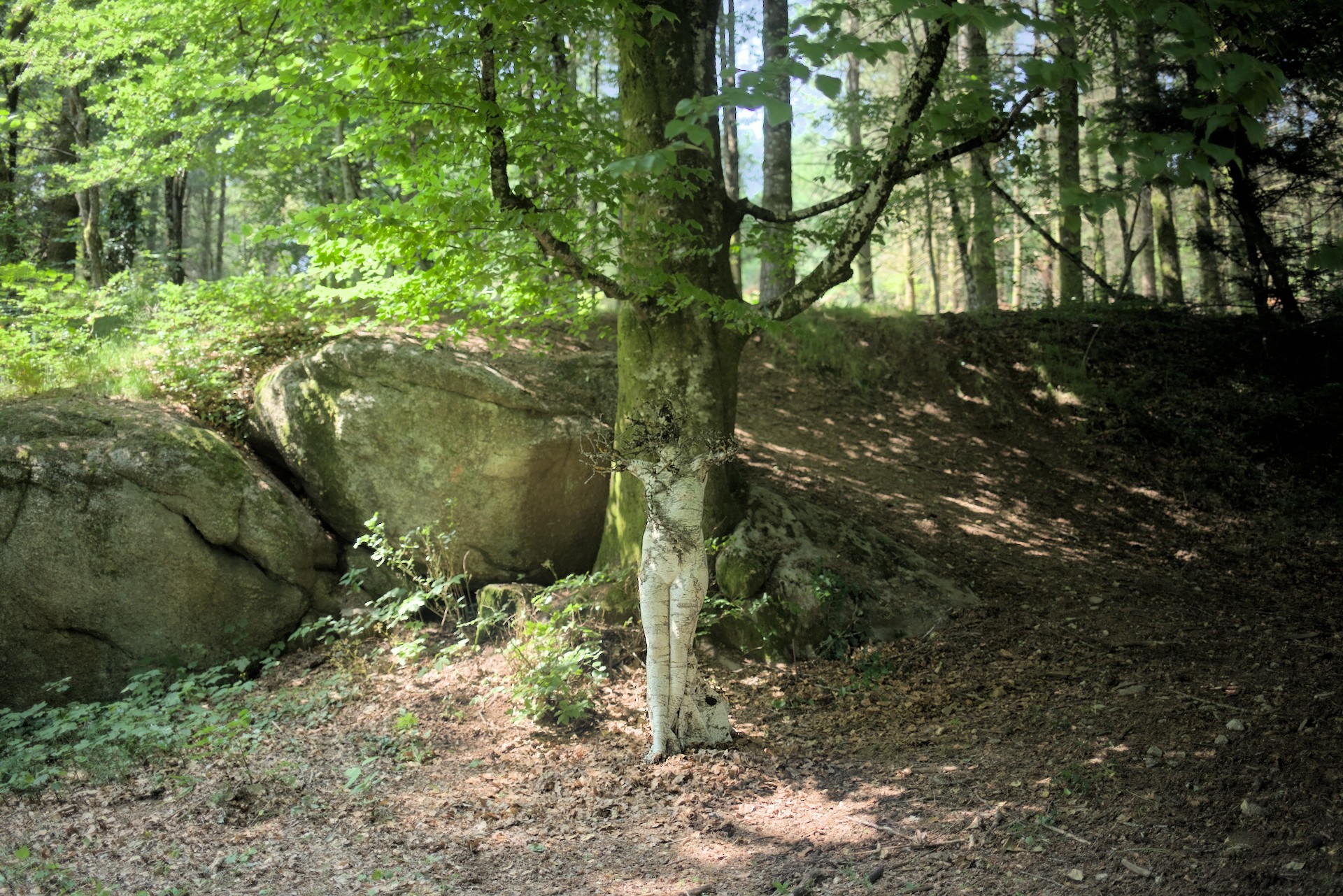 Symbiose, sculpture en écorce de bouleau imputrescible et branches de pommier , Carole Chausset création 2023, collage et marouflage, 2m/1m/1m, série Les Écorcés, photo Franck Galbrun.