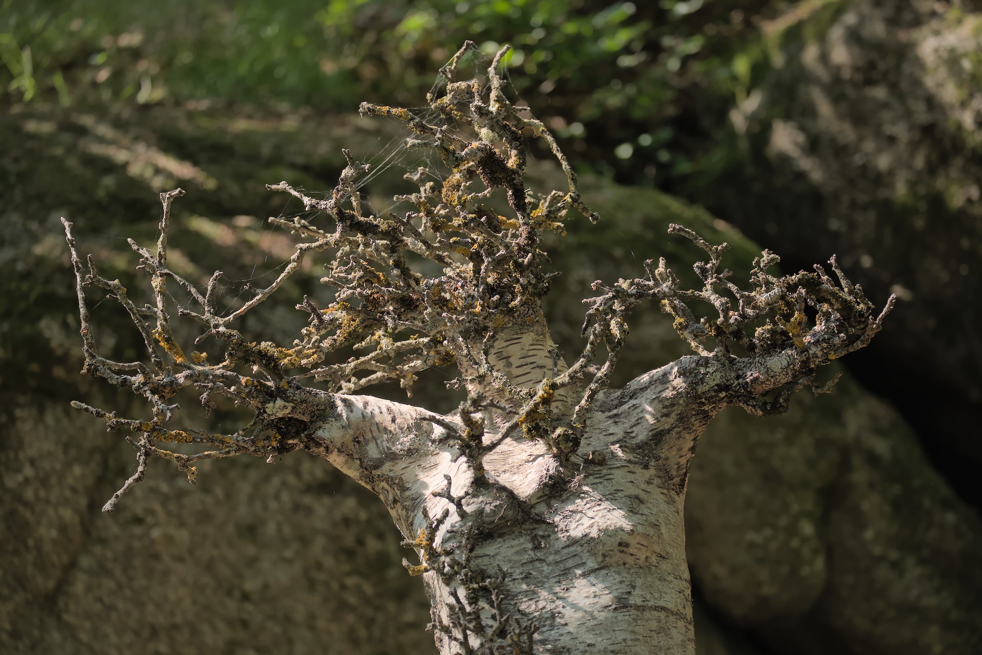 Symbiose, sculpture en écorce de bouleau imputrescible et branches de pommier , Carole Chausset création 2023, collage et marouflage, 2m/1m/1m, série Les Écorcés, photo Franck Galbrun.